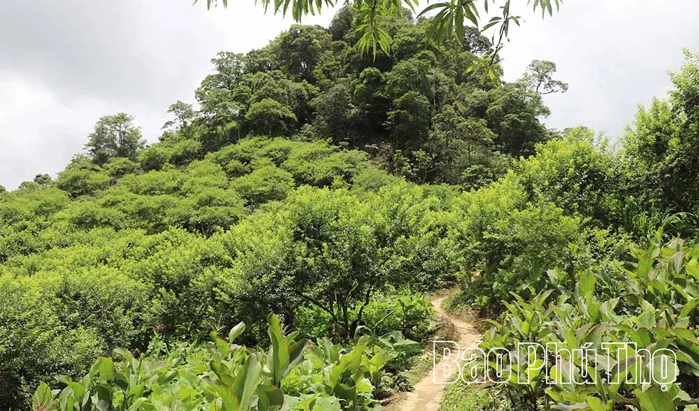 Cần “đánh thức” mùa mận Pà Cò