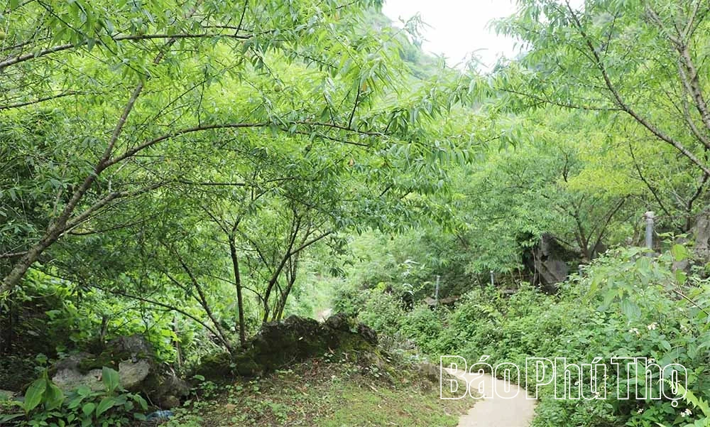 Cần “đánh thức” mùa mận Pà Cò