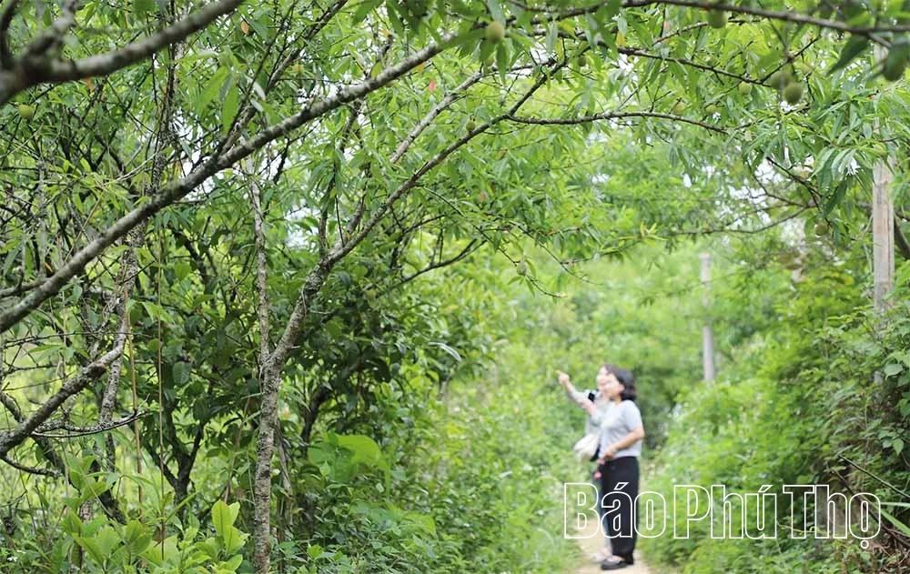 Cần “đánh thức” mùa mận Pà Cò