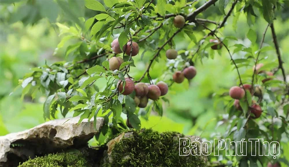 Cần “đánh thức” mùa mận Pà Cò