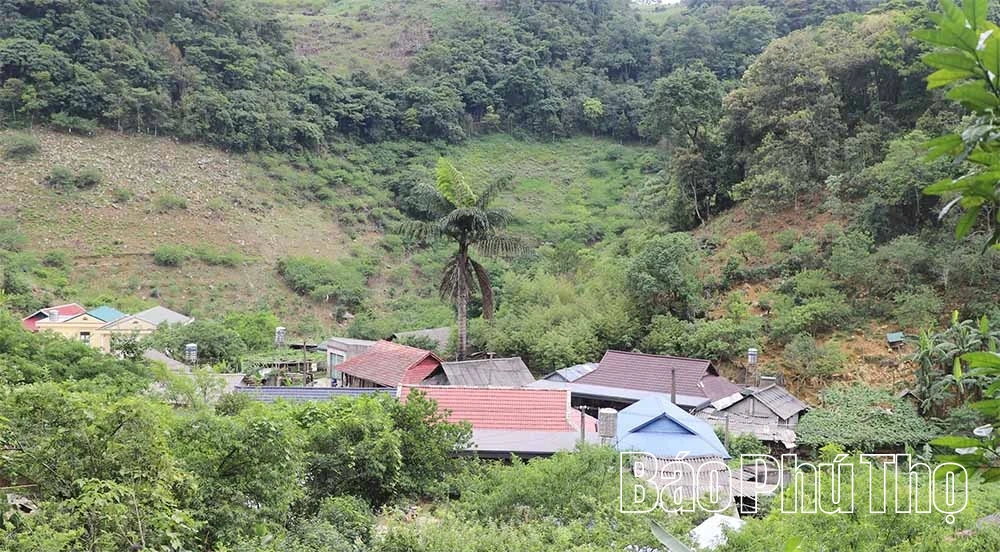 Cần “đánh thức” mùa mận Pà Cò