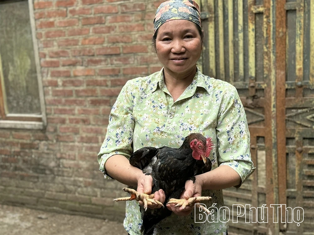 “Thủ phủ” gà chín cựa xứ Mường Xuân Đài
