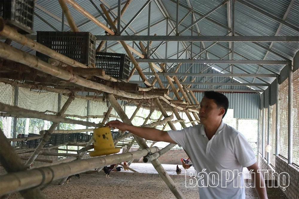 “Thủ phủ” gà chín cựa xứ Mường Xuân Đài