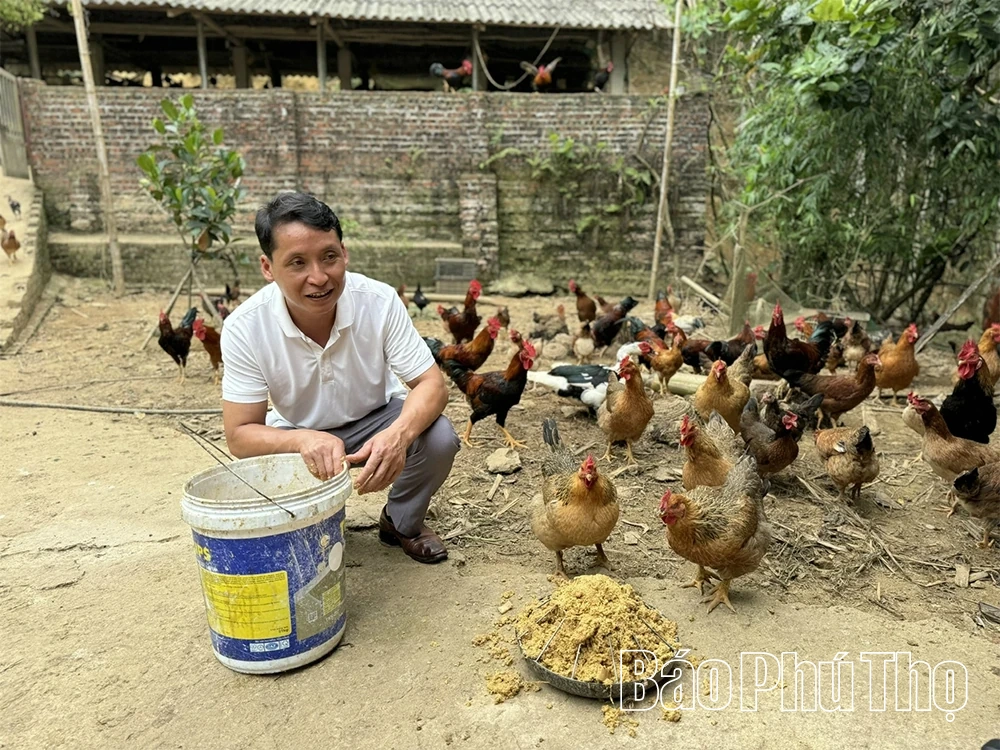 “Thủ phủ” gà chín cựa xứ Mường Xuân Đài
