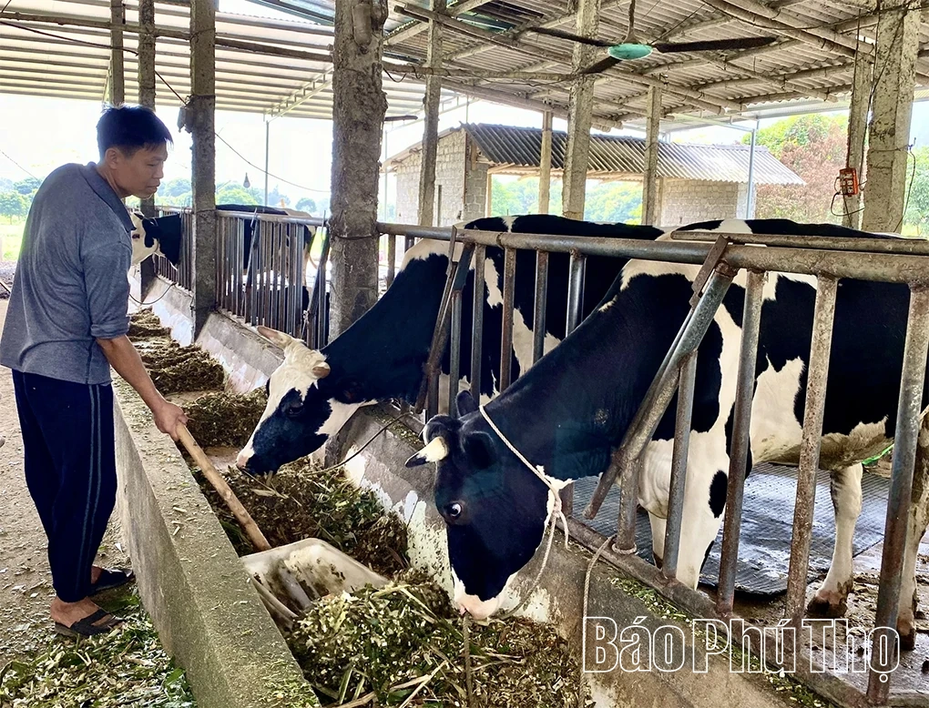 Phú Thọ có đàn bò sữa lớn nhất khu vực Trung du và miền núi phía Bắc