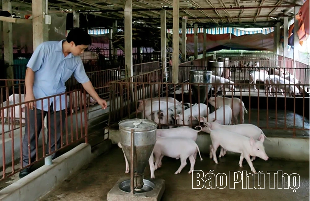 Phát triển chăn nuôi bền vững