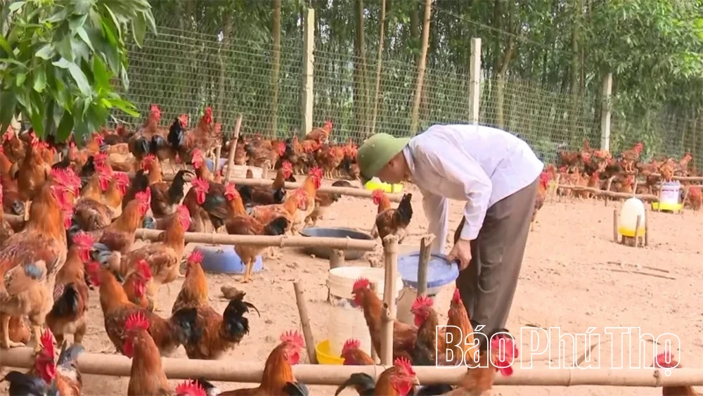 Phát triển chăn nuôi bền vững