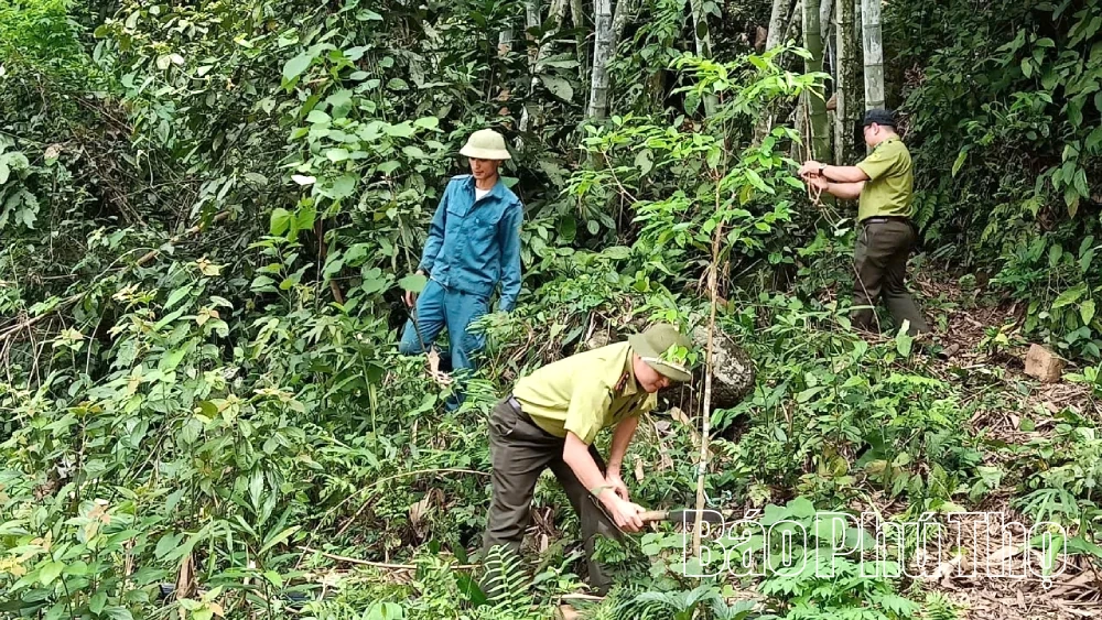 Giữ màu xanh những cánh rừng Đà Bắc