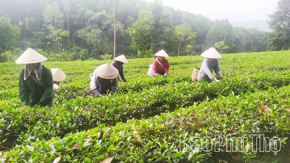 Standardizing Raw Tea Material Zones