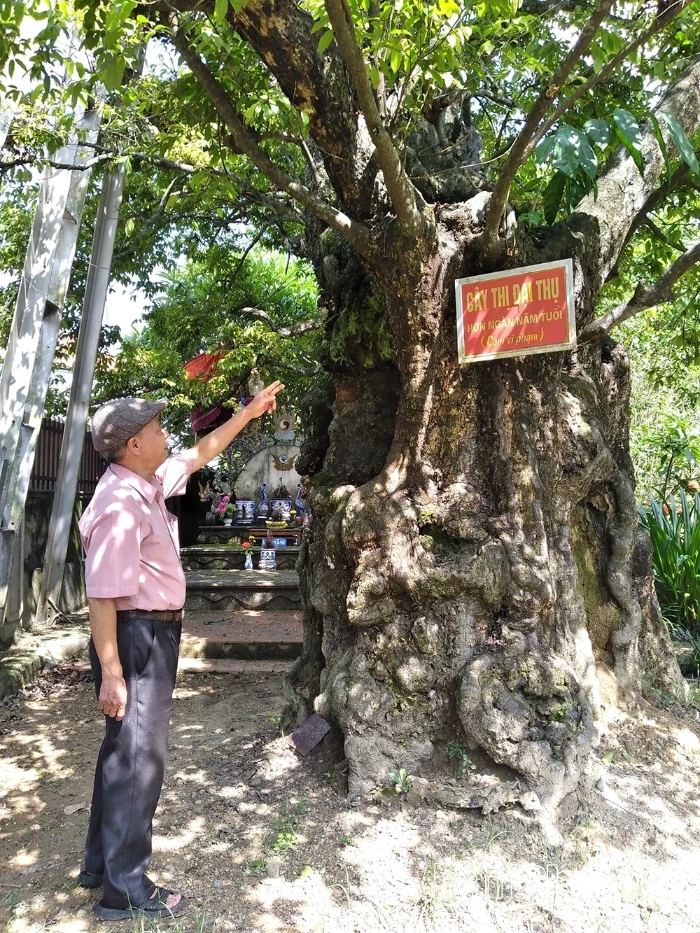 Tho Van Commune Preserves the Living Soul of Its Heritage Trees