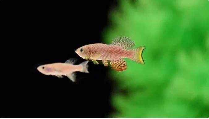 Mối liên hệ giữa gene gây dậy thì sớm và nguy cơ ung thư