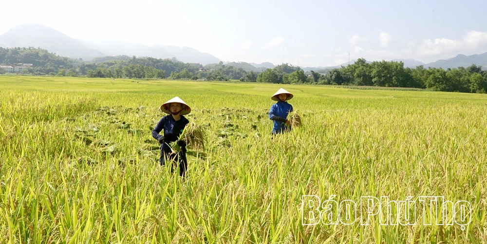 Rền vang tiếng trống Lai Đồng