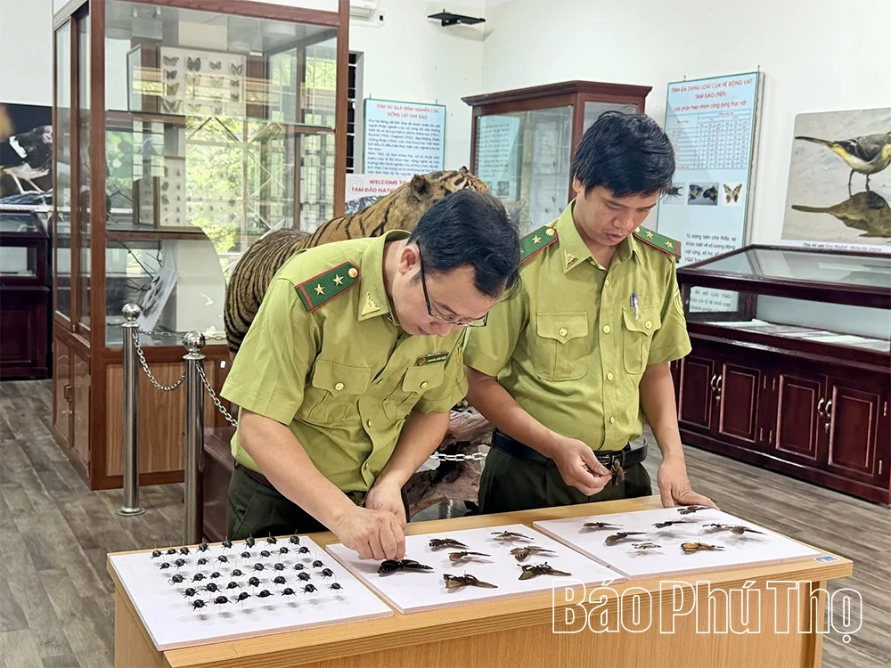 Nỗ lực bảo tồn đa dạng sinh học tại Vườn Quốc gia Tam Đảo
