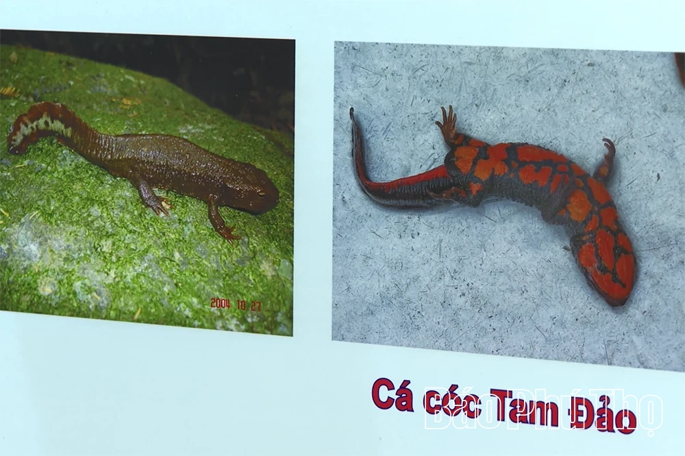 Nỗ lực bảo tồn đa dạng sinh học tại Vườn Quốc gia Tam Đảo