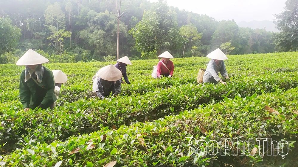 Chuẩn hóa vùng chè nguyên liệu