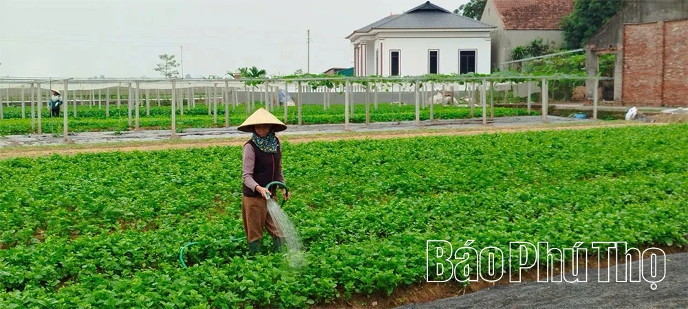 Bảo vệ cây trồng trước thời tiết cực đoan