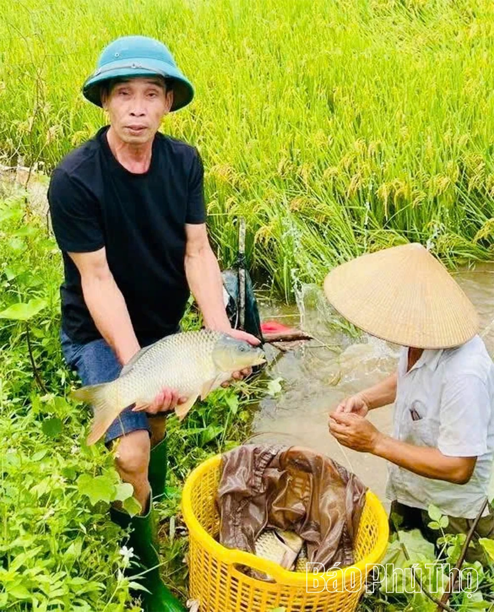 Hướng đi hiệu quả từ mô hình “một vụ lúa, một vụ cá”