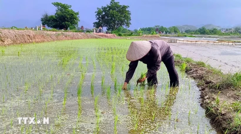 Phú Thọ thử nghiệm thành công giống lúa mới cho năng suất vượt trội