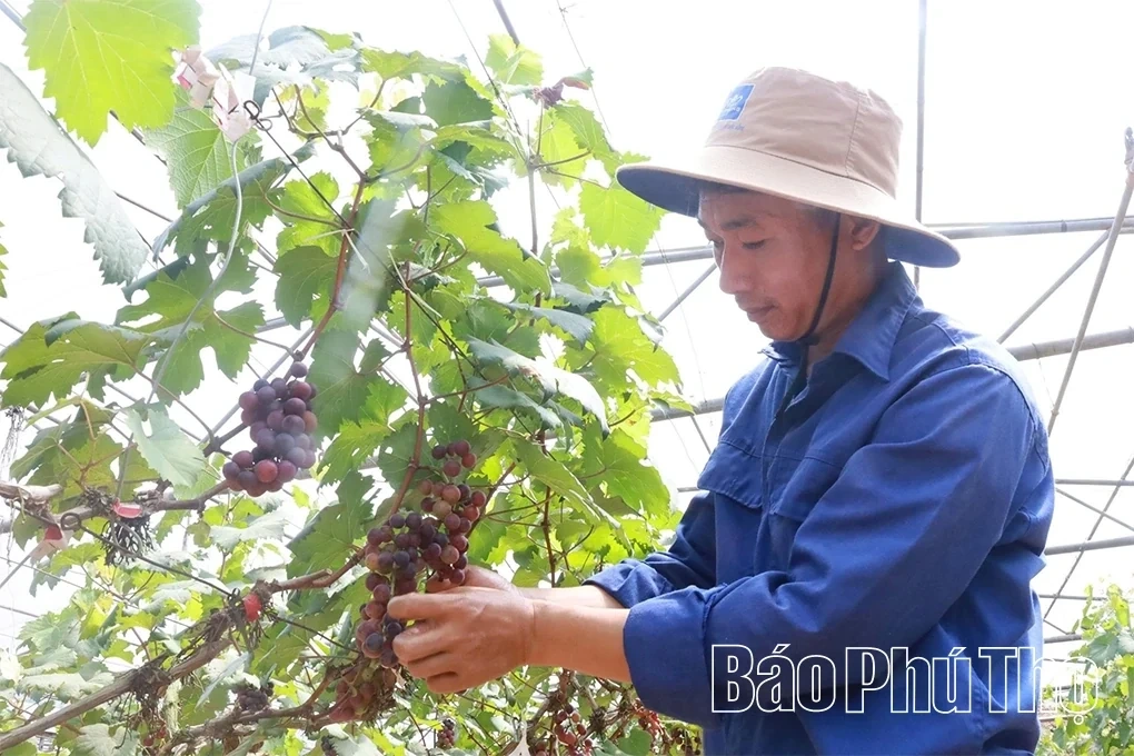 The Growing Magnetism of Agritourism Experiences in Cao Phong