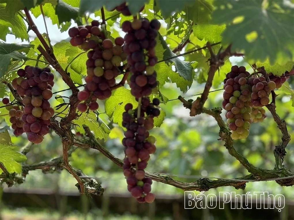 The Growing Magnetism of Agritourism Experiences in Cao Phong