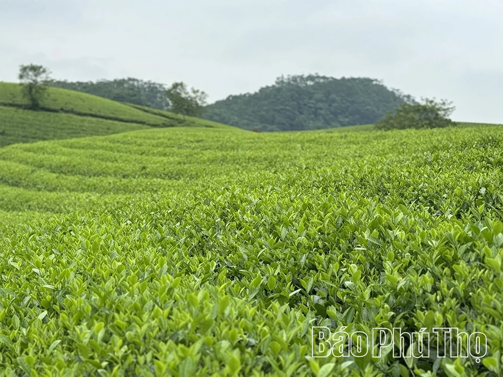 Chắp cánh cho thương hiệu “Chè sương sớm Xuân Sơn”