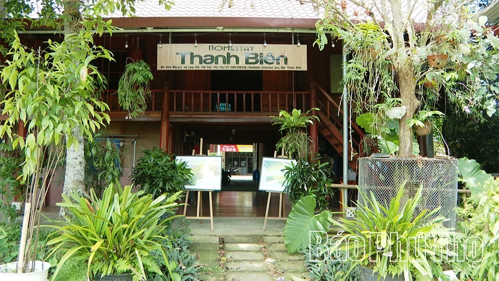 Long Cốc phát triển sản phẩm chè gắn với du lịch xanh