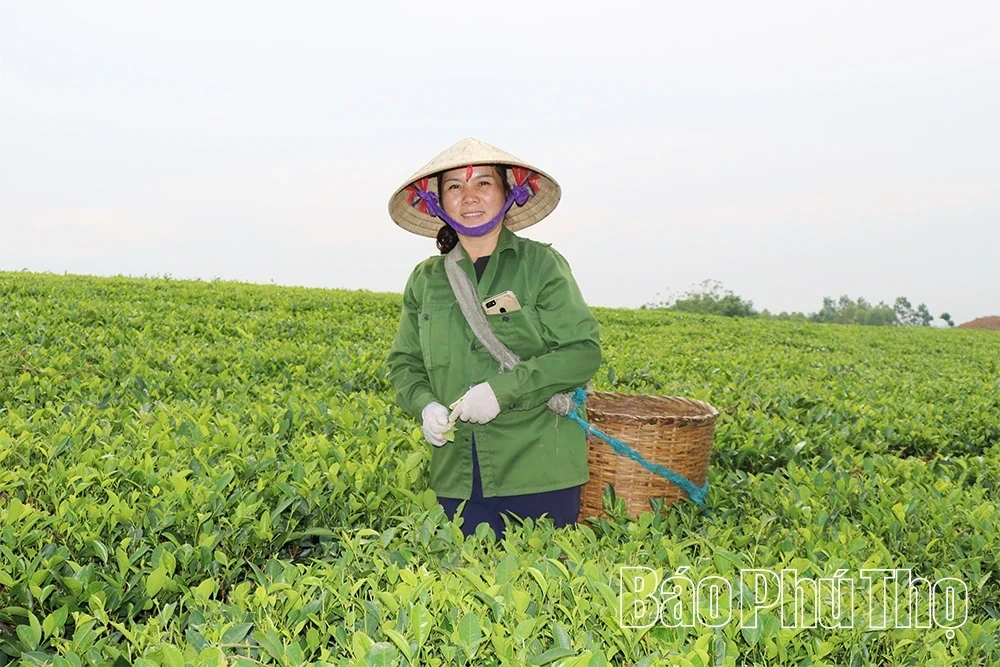 Spreading the Flavor of the Ancestral Land’s Green Tea