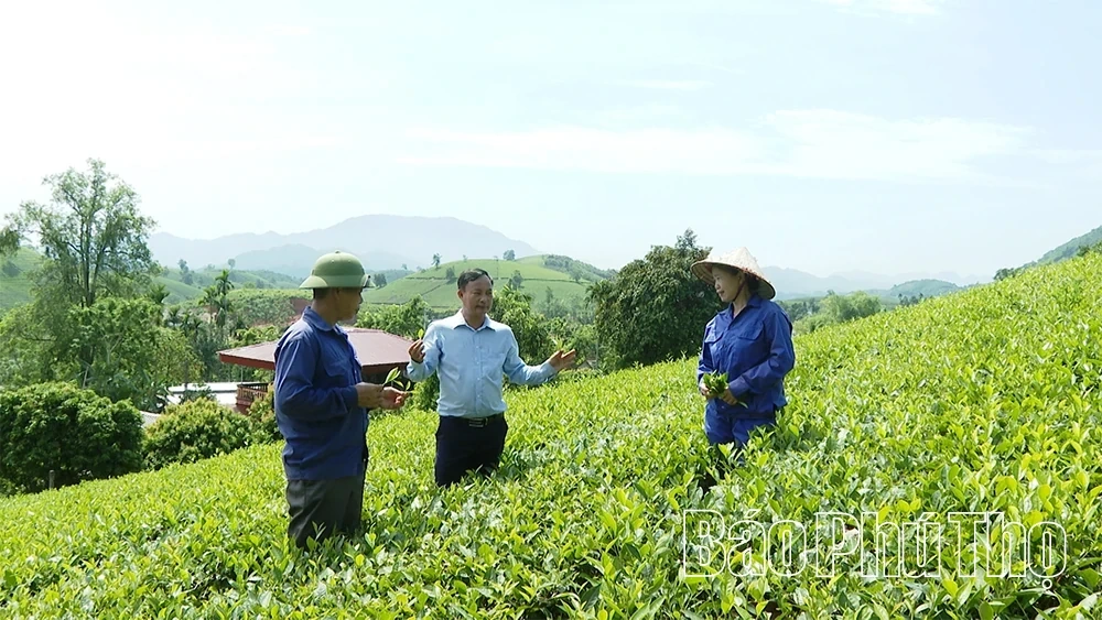 Long Coc Leverages Green Tea Portfolios to Fuel Sustainable Eco-Tourism