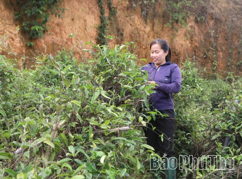 Xã Thái Hòa triển khai mô hình làng nông nghiệp tuần hoàn