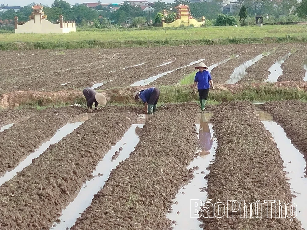 Thọ Văn vào vụ mới