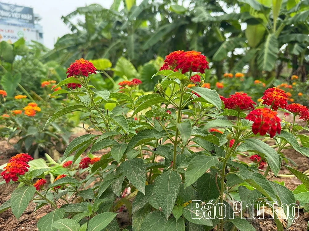 Từ bãi rác thành vườn hoa - câu chuyện đẹp về trách nhiệm với môi trường