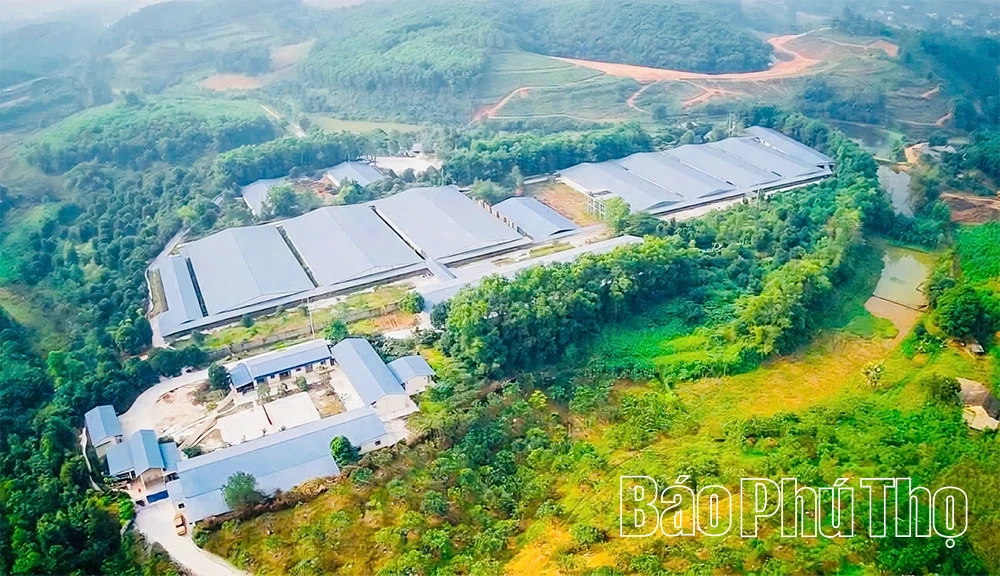Đông Thành xử phạt doanh nghiệp chăn nuôi xả thải trái phép