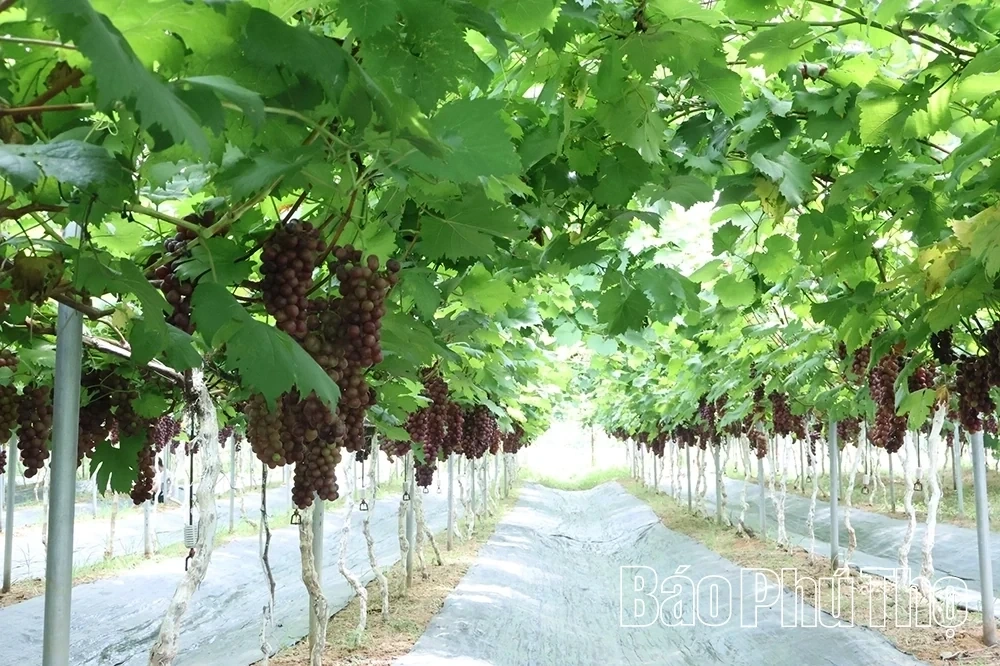 Checking in at Song Lo Clean Grape Farm