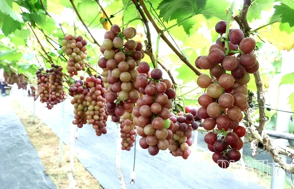 Checking in at Song Lo Clean Grape Farm