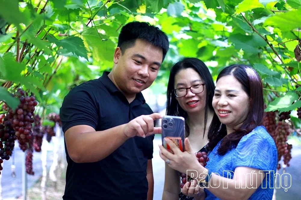 Checking in at Song Lo Clean Grape Farm