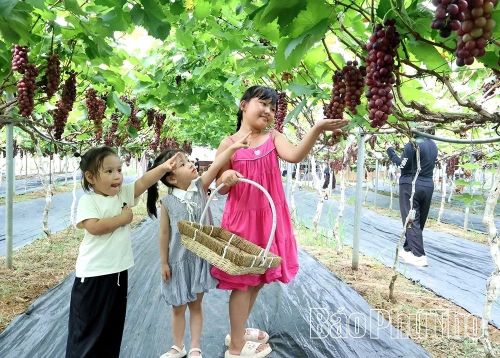 Checking in at Song Lo Clean Grape Farm