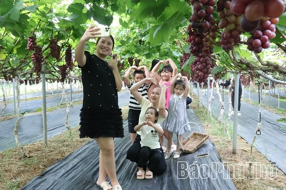 Checking in at Song Lo Clean Grape Farm