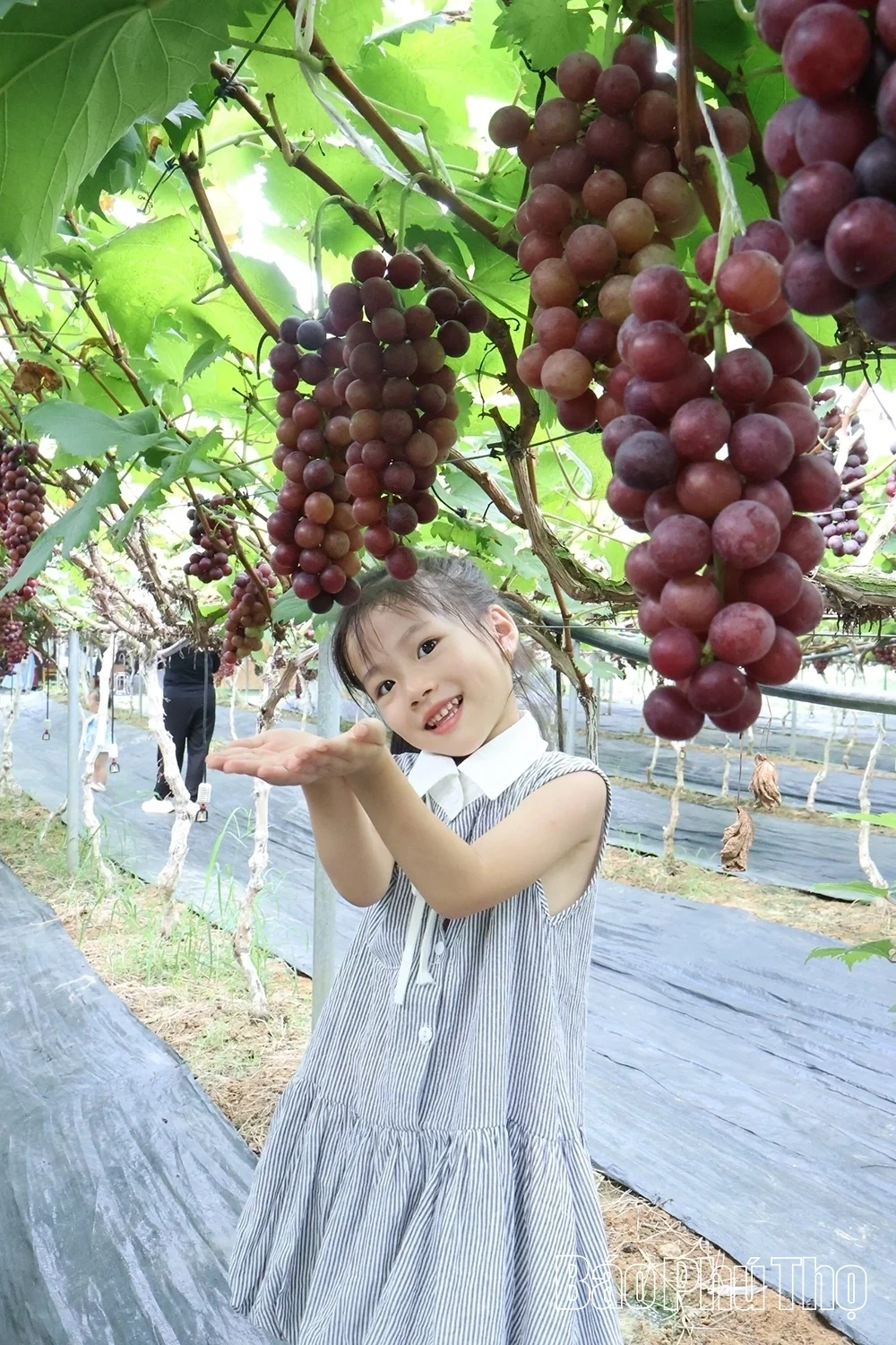 Checking in at Song Lo Clean Grape Farm