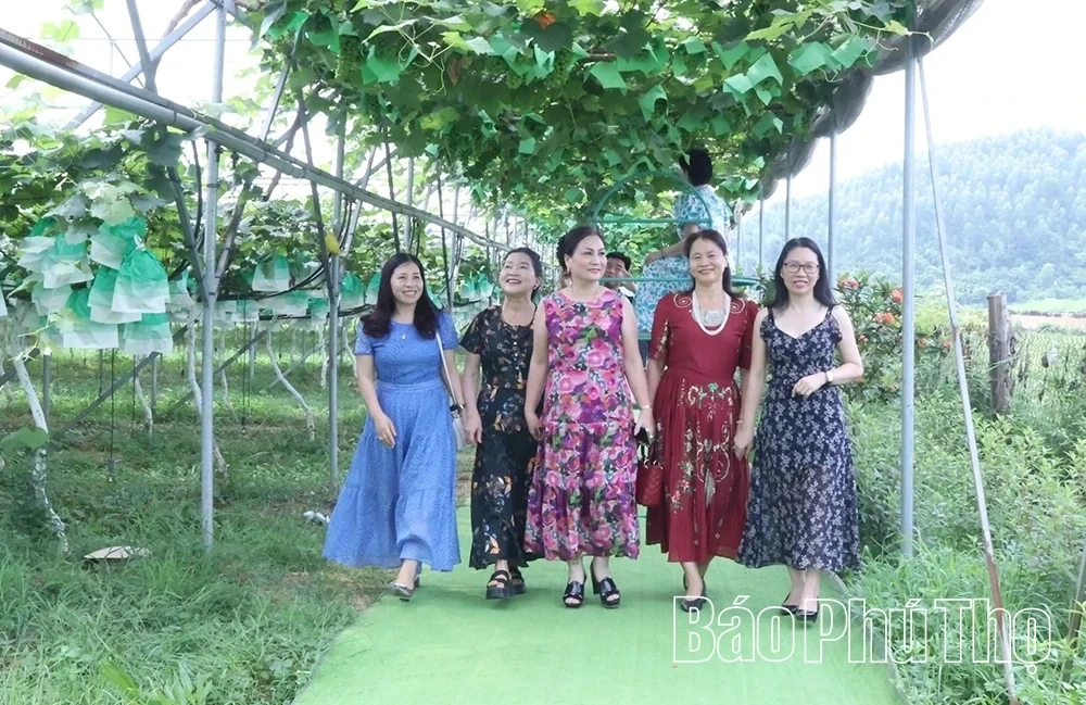 Checking in at Song Lo Clean Grape Farm