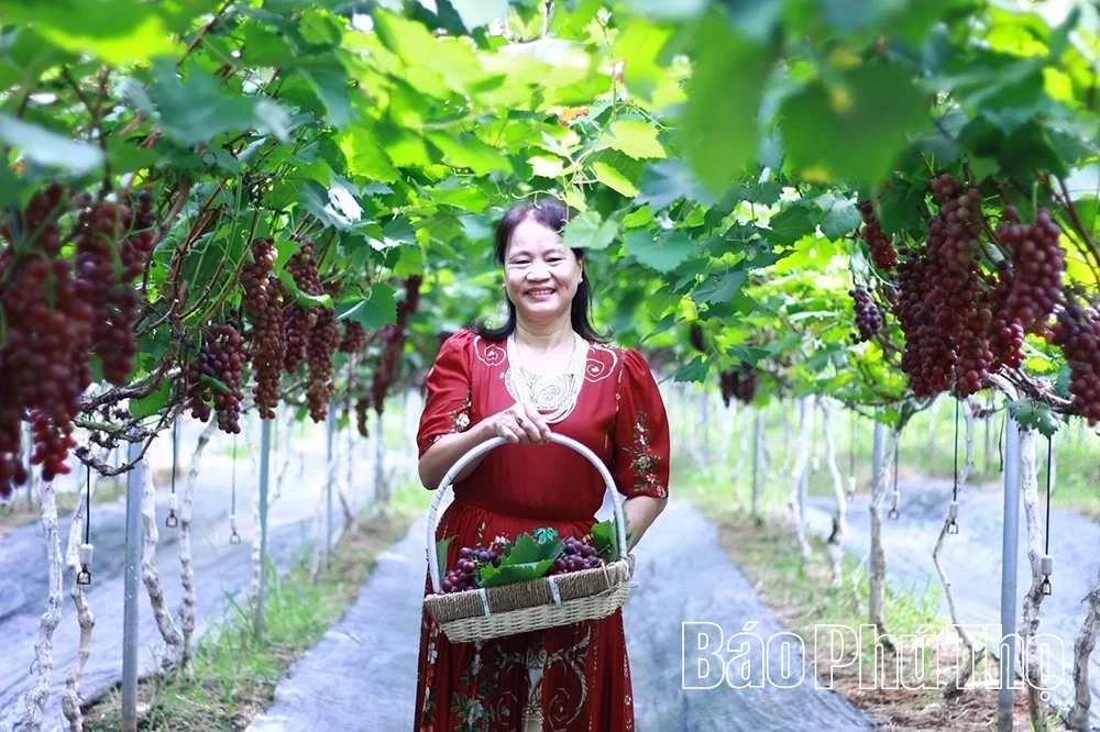 Checking in at Song Lo Clean Grape Farm