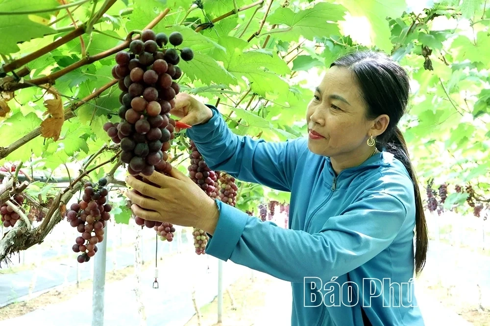 Checking in at Song Lo Clean Grape Farm