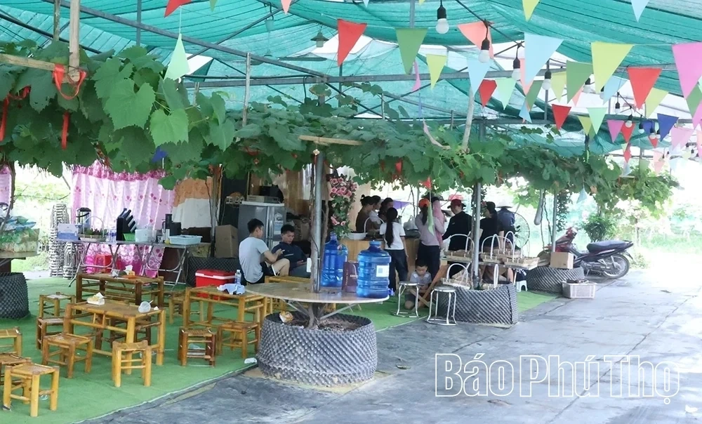 Checking in at Song Lo Clean Grape Farm