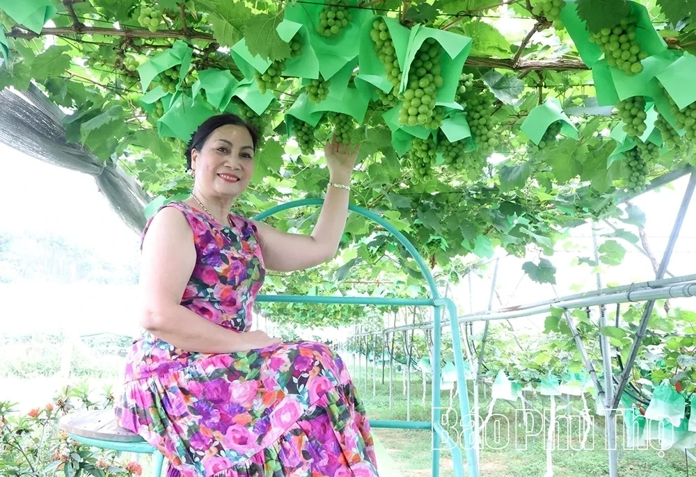Checking in at Song Lo Clean Grape Farm