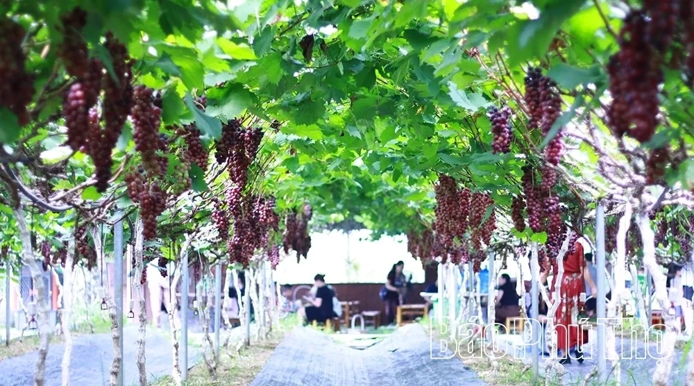 Checking in at Song Lo Clean Grape Farm