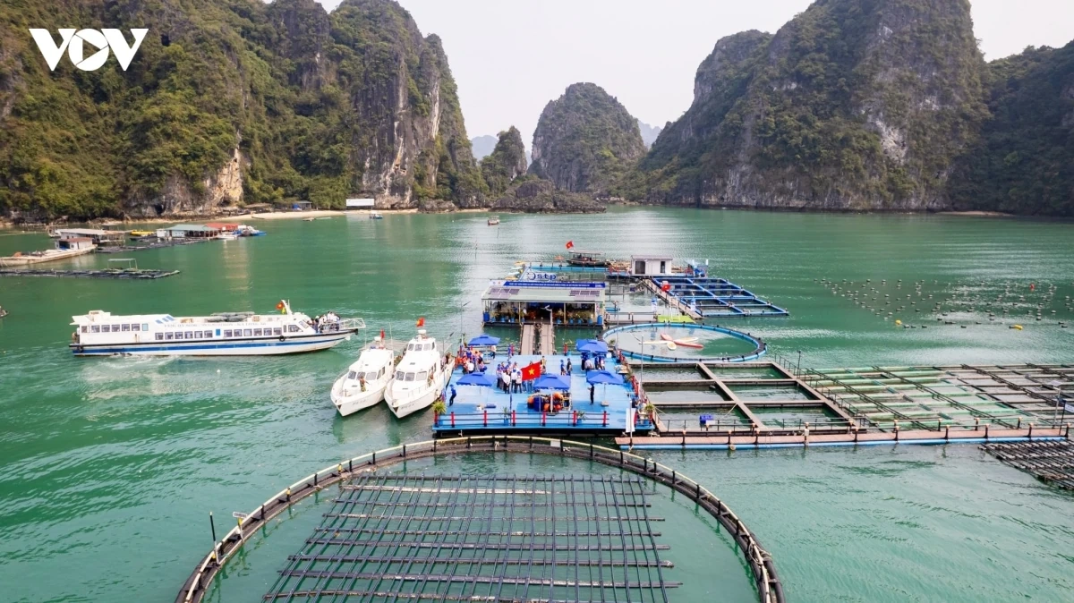 Thí điểm đưa vùng nuôi biển thành điểm du lịch trải nghiệm tại Vân Đồn, Quảng Ninh