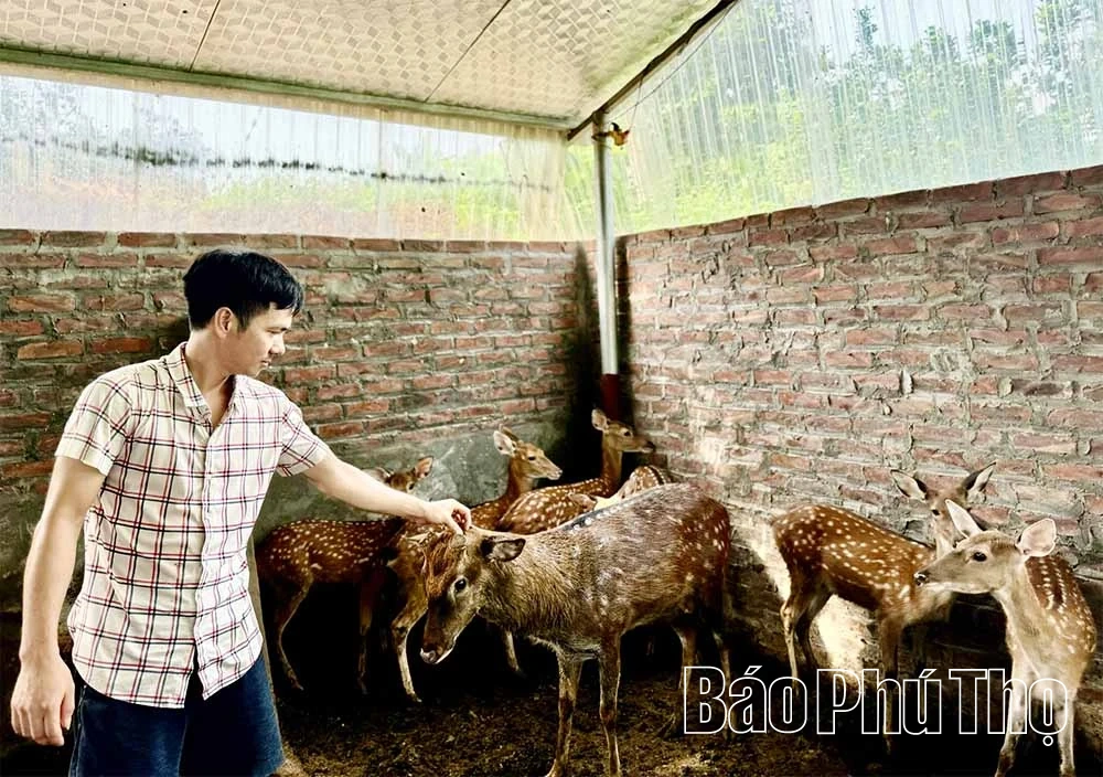 Yên Sơn nhân rộng mô hình sinh kế bền vững