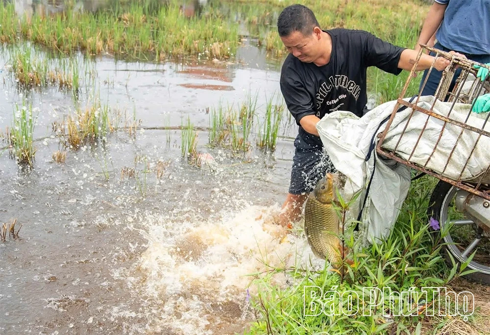Triển khai mô hình luân canh “Một vụ lúa, một vụ cá” tại xã Lâm Thao