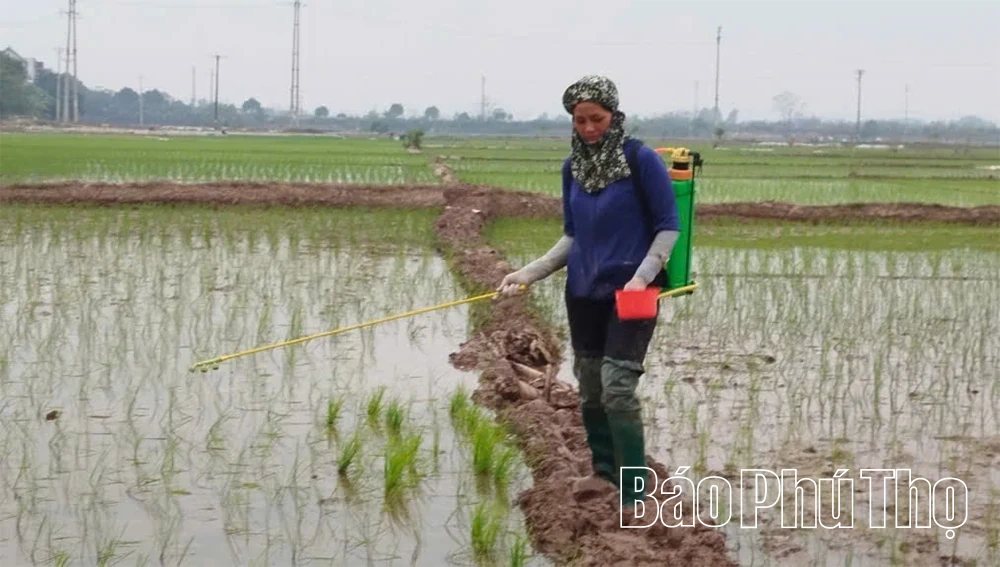 Đảm bảo vật tư cho sản xuất vụ mùa