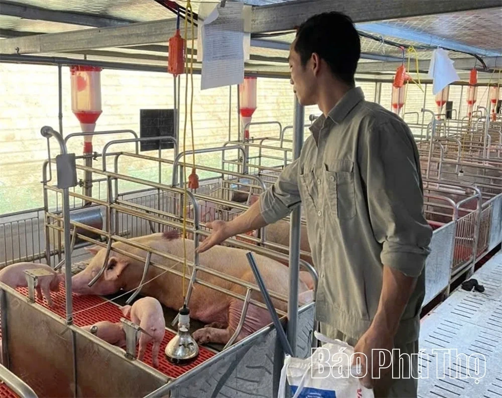 Large-Scale Livestock Farming – A New Growth Driver for Phu Tho Province