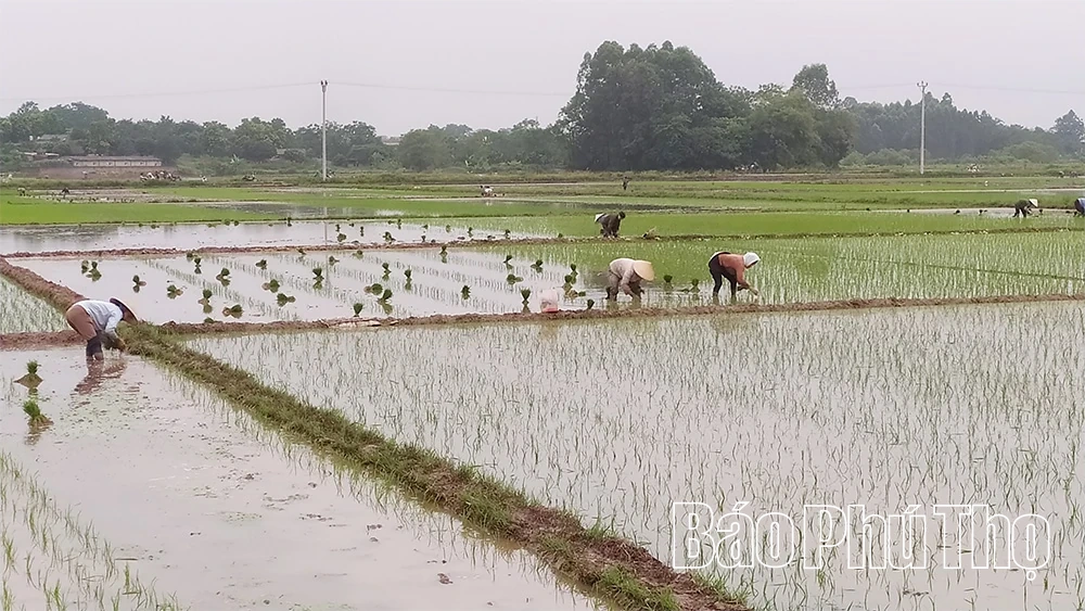 Tập trung sản xuất vụ Mùa đúng khung thời vụ